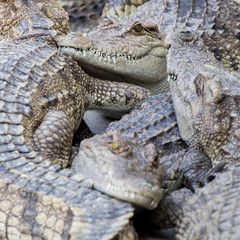 Obraz premium Krokodil-Berg...