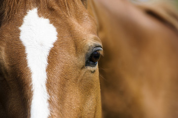 Eye of Arabian bay horse