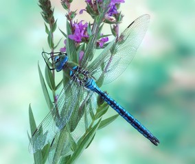 Anax imperator (male) Blue Emperor
