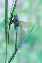 Anax parthenope (male)