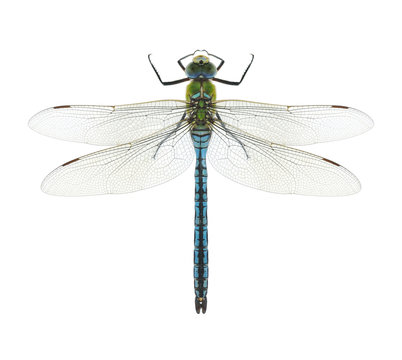 Dragonflies stock photos, royalty-free images, vectors, video | Adobe Stock