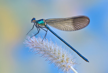 Dragonfly Calopteryx syriaca (male)