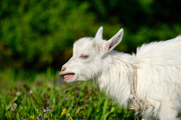 Fototapeta premium Funny white baby of goat on the green grass