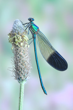 Calopteryx syriaca (male)