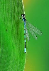 Dragonfly Coenagrion hastulatum (male) on a plant