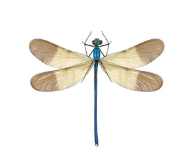 Dragonfly Calopteryx syriaca (male)