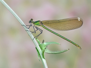 Dragonfly Calopteryx syriaca (female)