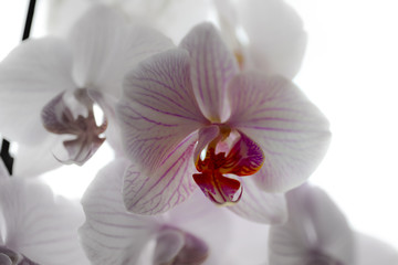 Orchidea rosa