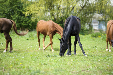 Horses in meadow