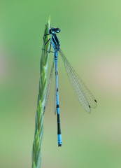 Dragonfly Coenagrion puella (male)