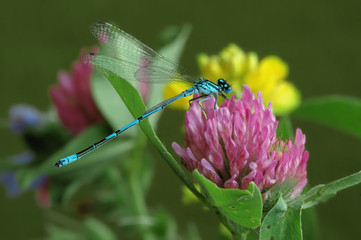 Coenagrion puella