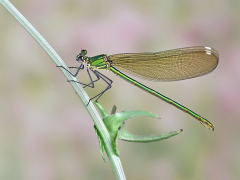 Dragonfly Calopteryx syriaca (female)
