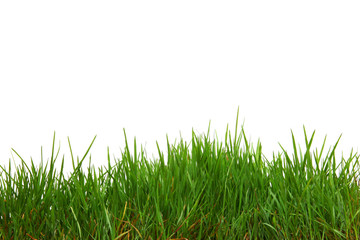 Freigestelltes Gras