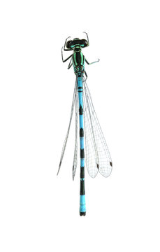 Dragonfly Coenagrion hastulatum (male)