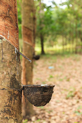 Para rubber tree