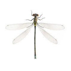 Dragonfly Erythromma najas (male)