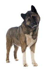 american akita