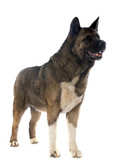 american akita