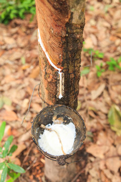 Milk of rubber tree