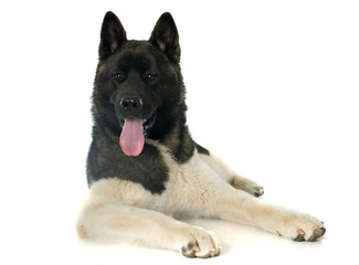 american akita