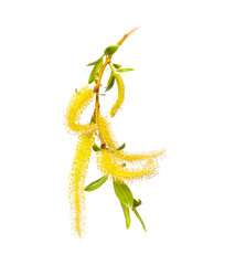 twig blossoming willow