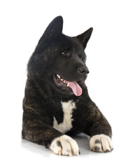 american akita