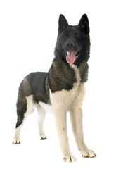 american akita