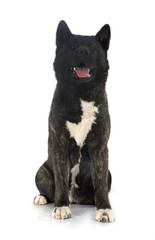 american akita
