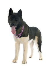 american akita
