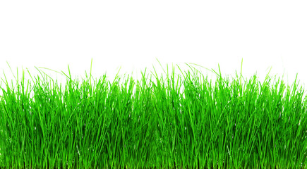 Obraz premium Frisches junges Gras