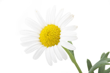 beautiful flower daisy on white background