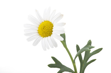 Fototapeta na wymiar beautiful flower daisy on white background