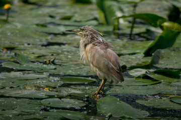 Squacco Heron