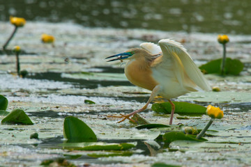 Squacco Heron