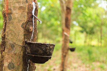 Milk of rubber tree