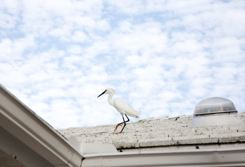 white snow egret on a background blue sky
