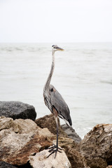 Great blue heron standing on the rocks