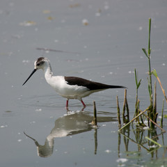Black-winged Stilt