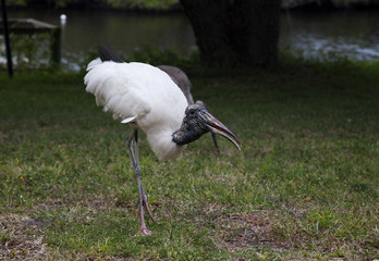 Wood stork foraging for food