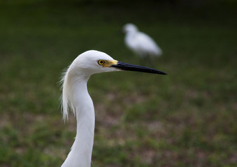 close portrait of a white snow  egret