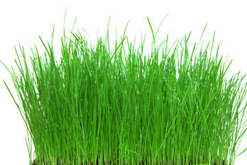 Obraz premium Freigestelltes schöne Gras