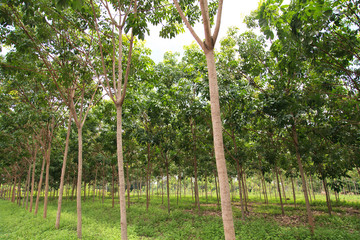 Para rubber tree