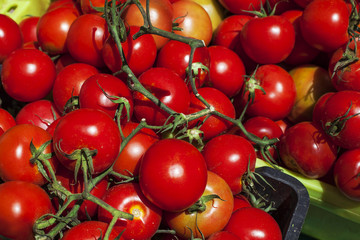 branch of cherry tomatoes