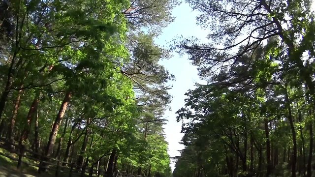 【道-素材】森の中の一本道【移動撮影】0169
