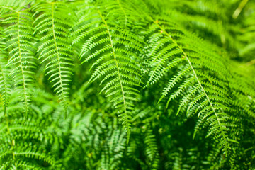 Fern closeup