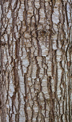 Wood bark