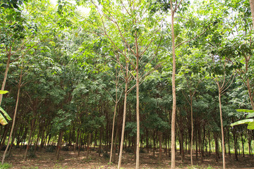 Para rubber tree