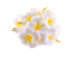 Fototapeta na wymiar Tropical flowers frangipani (plumeria) isolated on white