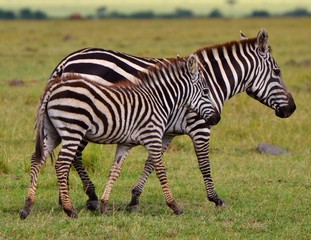 Fototapeta na wymiar Adult and Juvenile Zebra