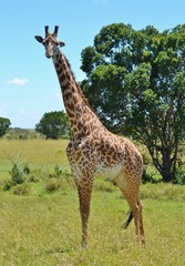 Masai Giraffe